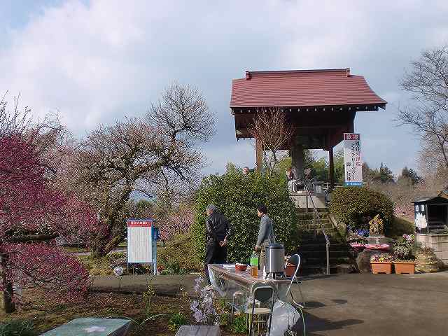 大分県日田市求来里(くくり)の河津桜の御案内をいたしました