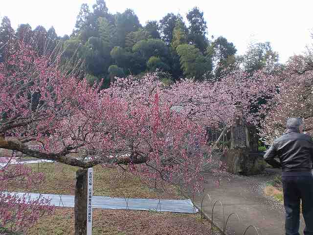 大分県日田市求来里(くくり)の河津桜の御案内をいたしました (2)