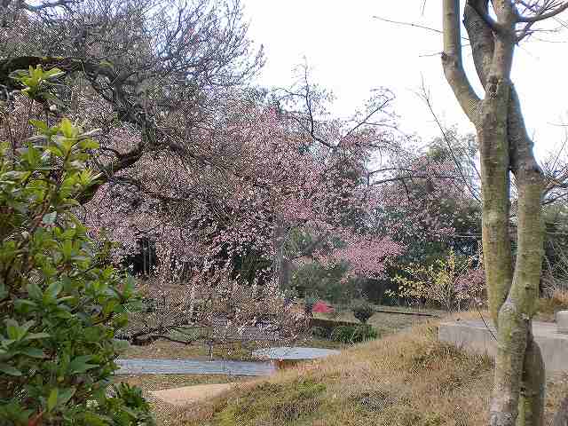 大分県日田市求来里(くくり)の河津桜の御案内をいたしました (3)