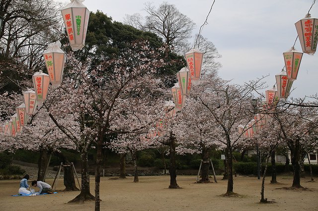 亀山公園の桜 sakura 大分県日田市 (13)