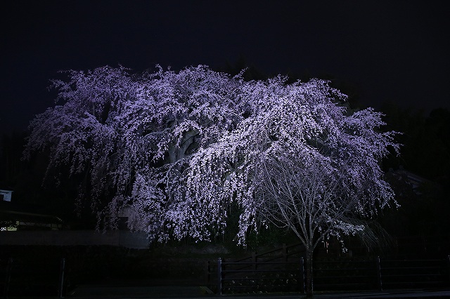 大原しだれ桜 大分県日田市 2017　4月5日 (7)