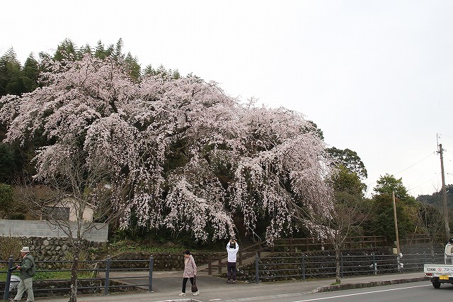 大原しだれ桜 大分県日田市 2017　4月5日 (15)