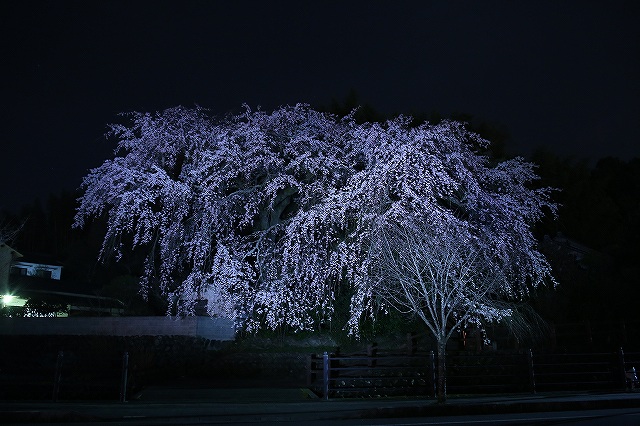 大原しだれ桜 大分県日田市 2017　4月5日 (8)