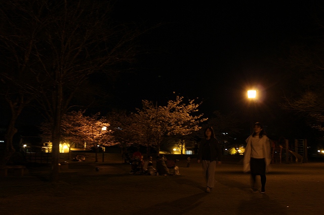 亀山公園の桜 sakura 大分県日田市 (9)