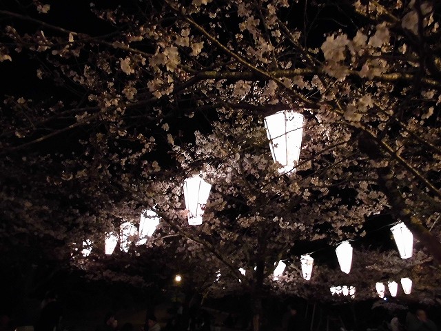 亀山公園の桜 sakura 大分県日田市 (3)