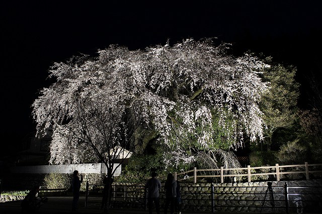 大原しだれ桜 大分県日田市 2017　4月5日 (3)