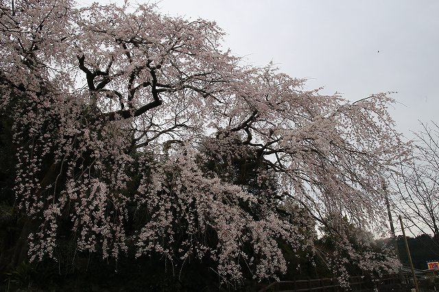 大原しだれ桜 大分県日田市 2017　4月5日 (12)