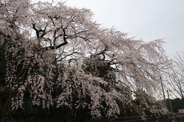 大原しだれ桜 大分県日田市 2017　4月5日 (11)