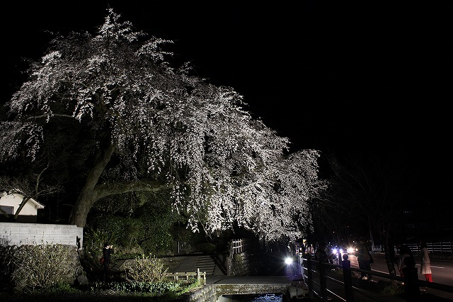 大原しだれ桜 大分県日田市 2017　4月5日 (6)