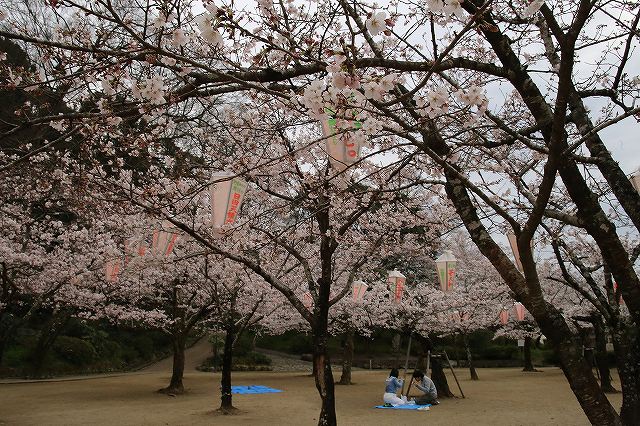 亀山公園の桜 sakura 大分県日田市 (14)