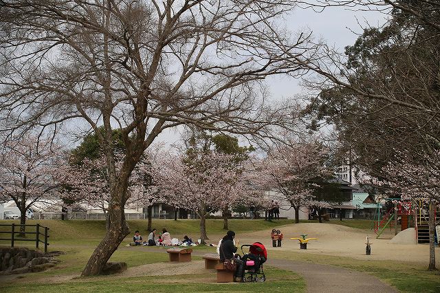 亀山公園の桜 sakura 大分県日田市 (15)