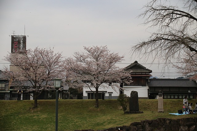 亀山公園の桜 sakura 大分県日田市 (17)