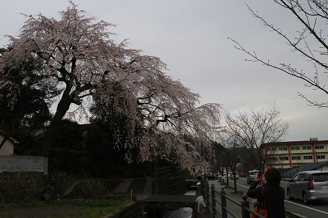 大原しだれ桜 大分県日田市 2017　4月5日 (10)