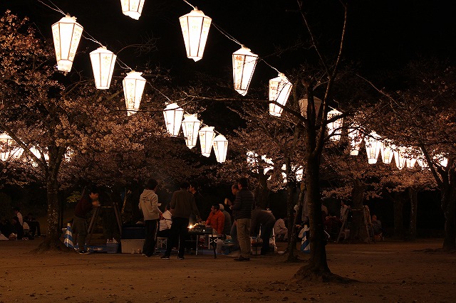 亀山公園の桜 sakura 大分県日田市 (5)