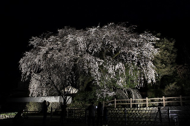 大原しだれ桜 大分県日田市 2017　4月5日 (2)