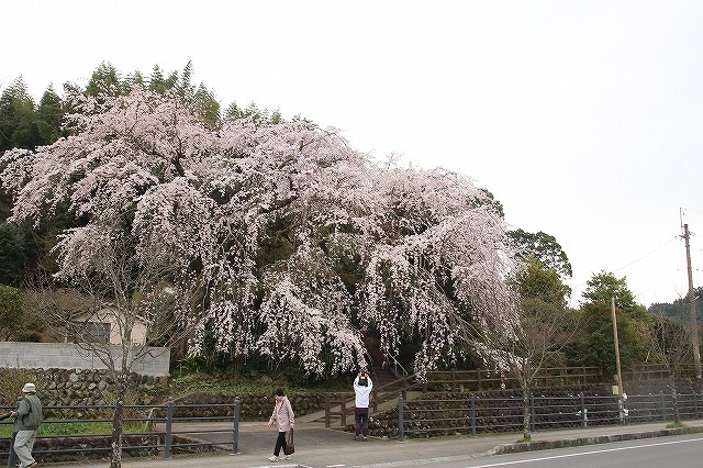 大原しだれ桜 大分県日田市 2017　4月5日 (16)