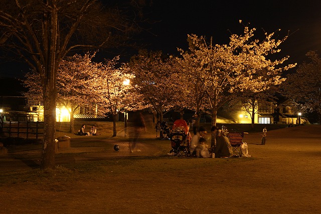 亀山公園の桜 sakura 大分県日田市 (10)