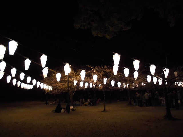 亀山公園の桜 sakura 大分県日田市 (1)