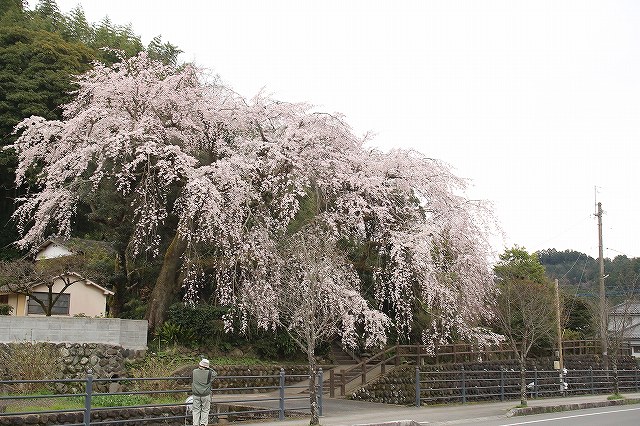 大原しだれ桜 大分県日田市 2017　4月5日 (17)