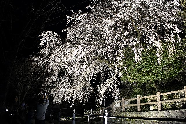 大原しだれ桜 大分県日田市 2017　4月5日 (4)