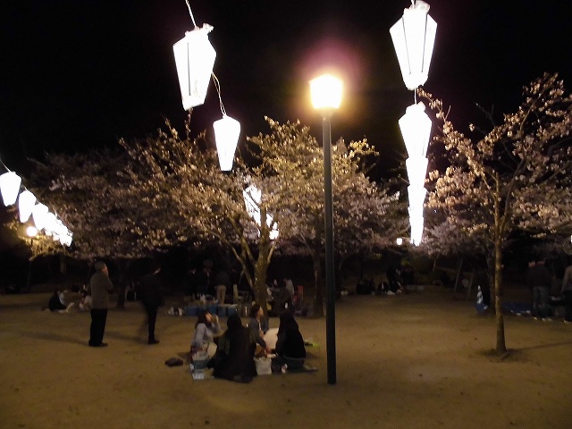 亀山公園の桜 sakura 大分県日田市 (2)