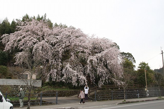 大原しだれ桜 大分県日田市 2017　4月5日 (14)