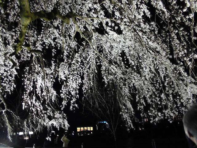 大原しだれ桜 大分県日田市 2017　4月5日 (1)