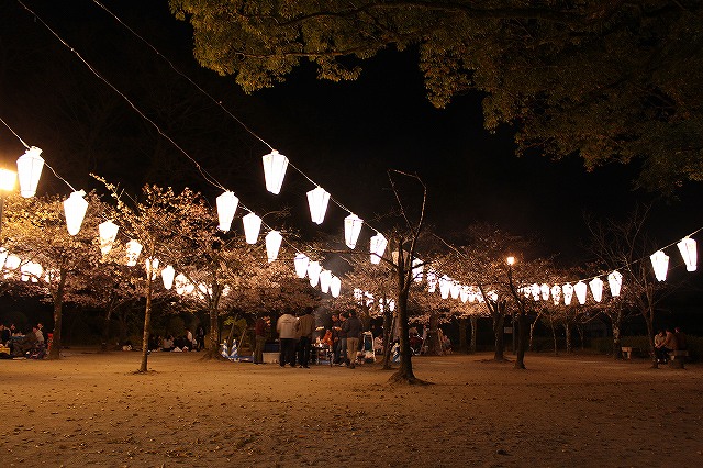 亀山公園の桜 sakura 大分県日田市 (4)