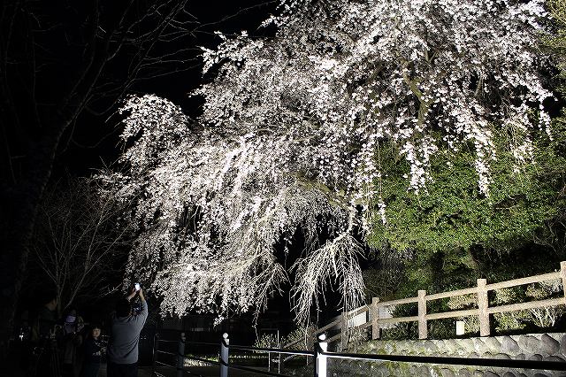 大原しだれ桜 大分県日田市 2017　4月5日 (5)