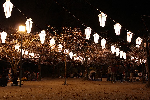 亀山公園の桜 sakura 大分県日田市 (6)