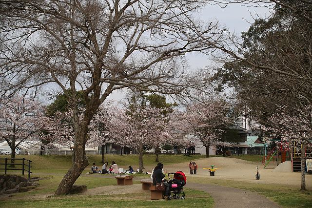 亀山公園の桜 sakura 大分県日田市 (16)