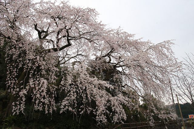 大原しだれ桜 大分県日田市 2017　4月5日 (13)