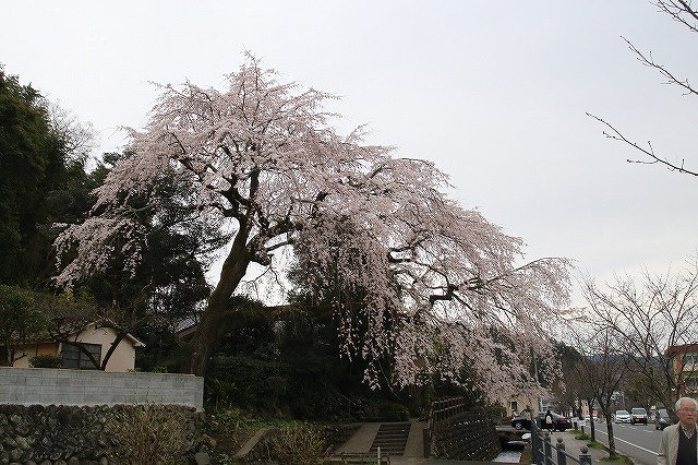 大原しだれ桜 大分県日田市 2017　4月5日 (9)