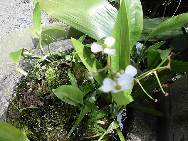 水草の花 kizantei hotel 亀山亭ホテル 日田温泉