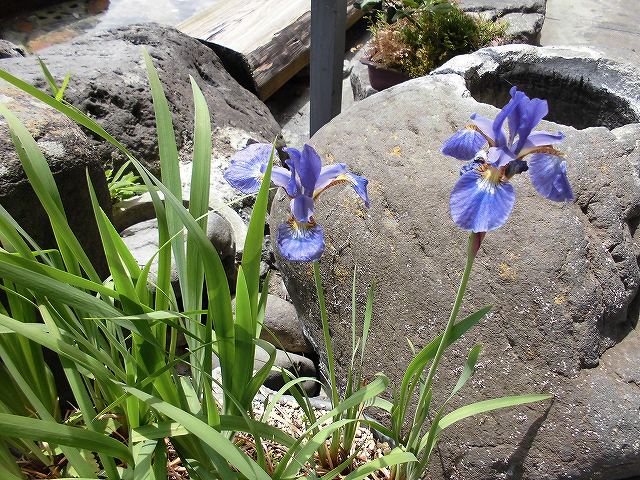 ayame アヤメ 菖蒲 日田の花 kizantei hotel 亀山亭ホテル 日田温泉