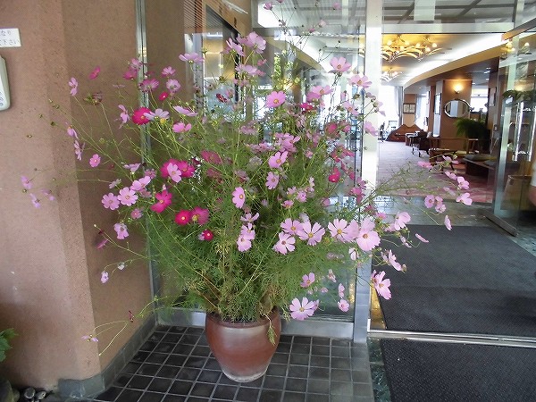 s-コスモスの季節となりました 日田温泉 亀山亭ホテル (2)