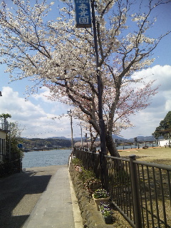 大分県日田市 隈町公園の桜