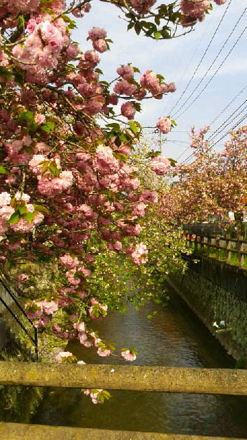中野川の八重桜 美しい花々