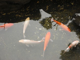 九州大分県日田温泉 亀山亭に鯉がやって来た！