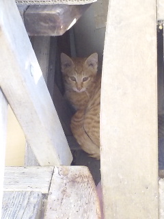 今年初の猫ちゃん