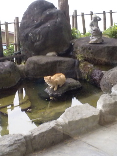 池の石に猫