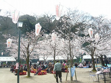 亀山公園「桜まつり」でございます