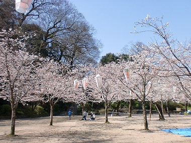 第十七回 亀山公園（きざんこうえん）『桜まつり』のご案内