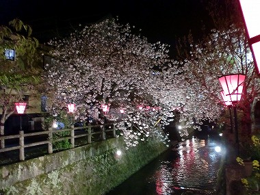 【大分県日田市】中野川の夜の八重桜ライトアップ