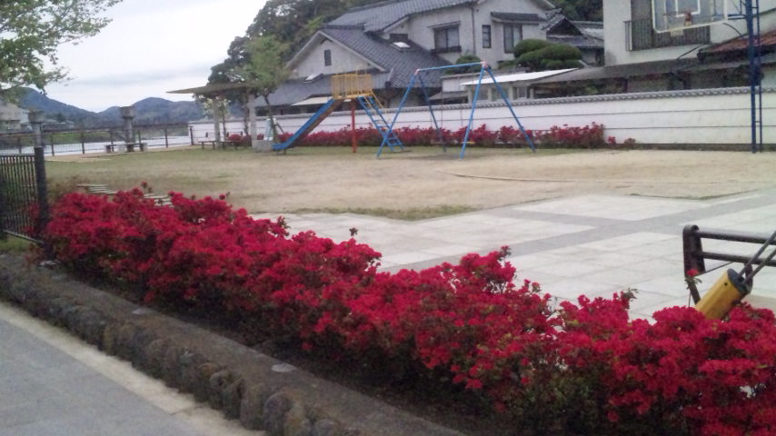 大分県日田市隈町公園の躑躅(つつじ)